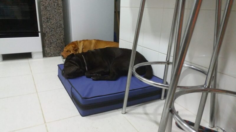 Colchão Para Cães Impermeável 40x50x10 - Imagem 9