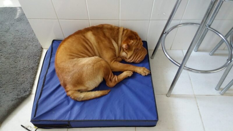 Colchão Para Cães Impermeável 40x50x10 - Imagem 10