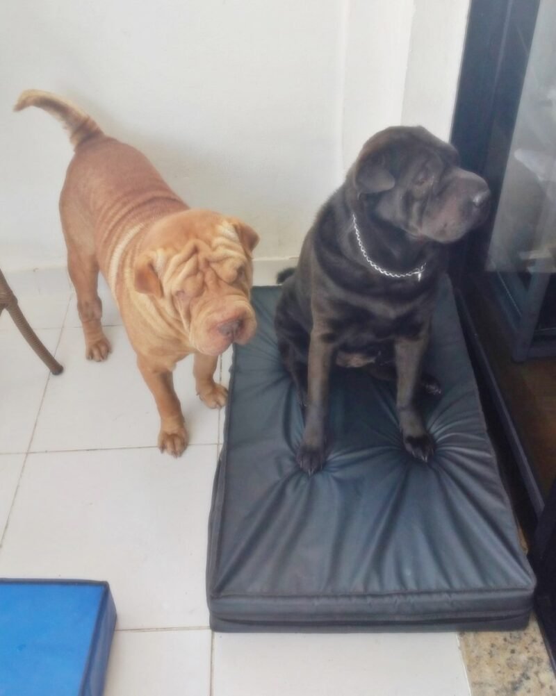 Colchão Para Cães Impermeável 40x50x10 - Imagem 7