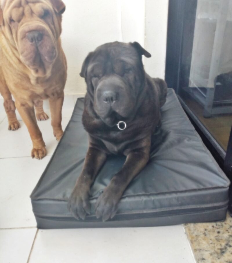 Colchão Para Cães Impermeável 40x50x10 - Imagem 5