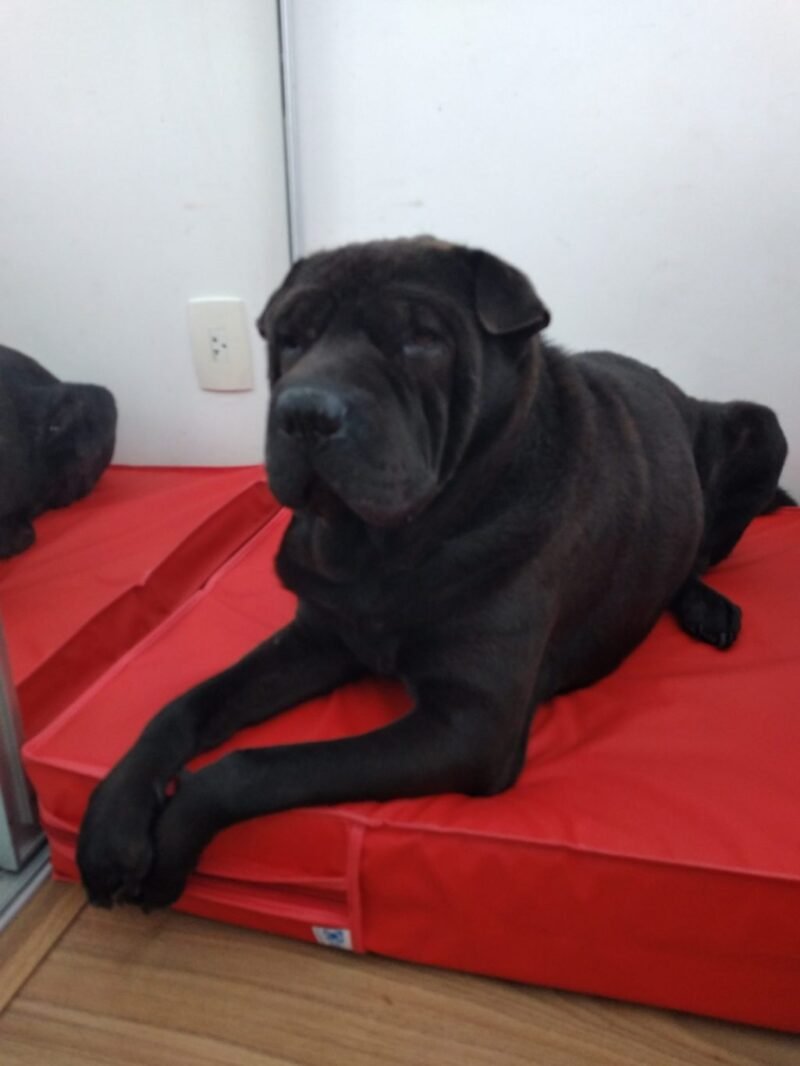 Colchão Para Cães Impermeável 40x50x10 - Imagem 25
