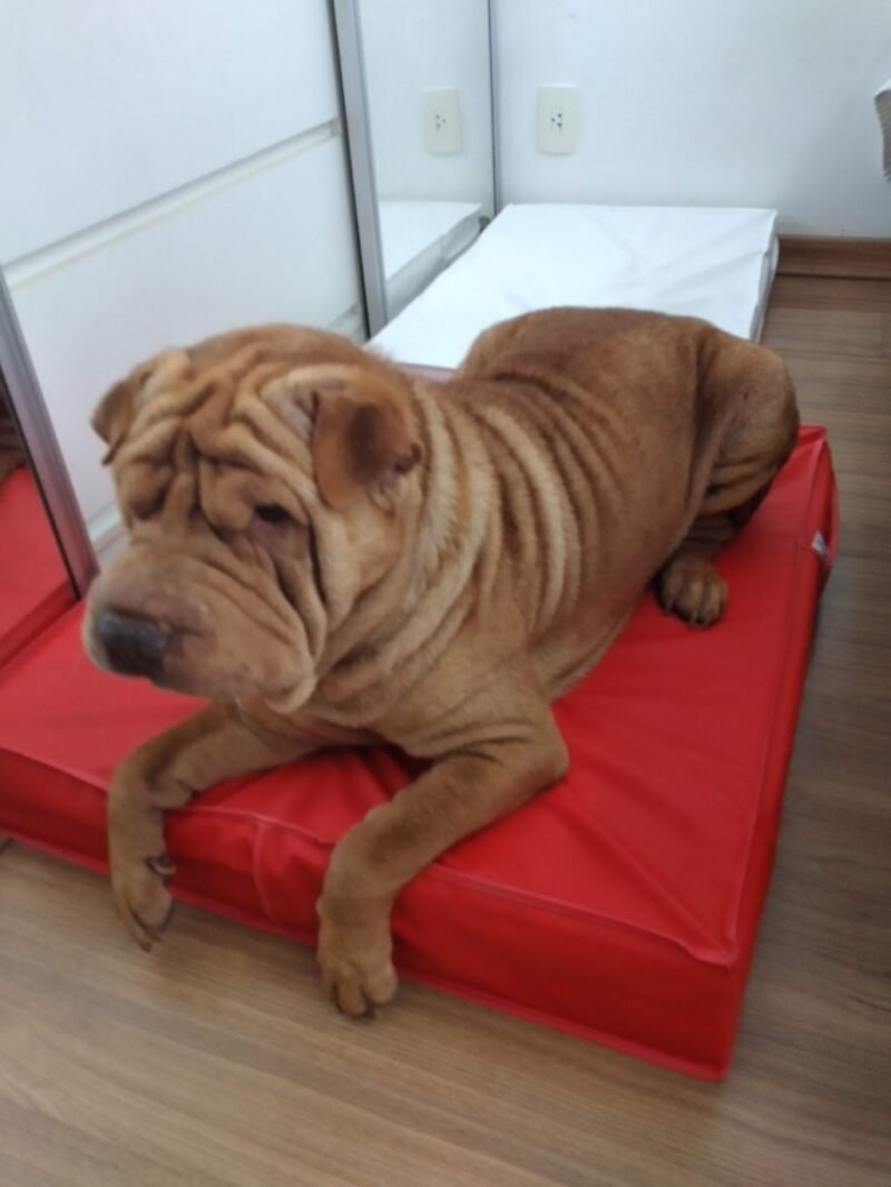 Colchão Para Cães Impermeável 40x50x10 - Imagem 14