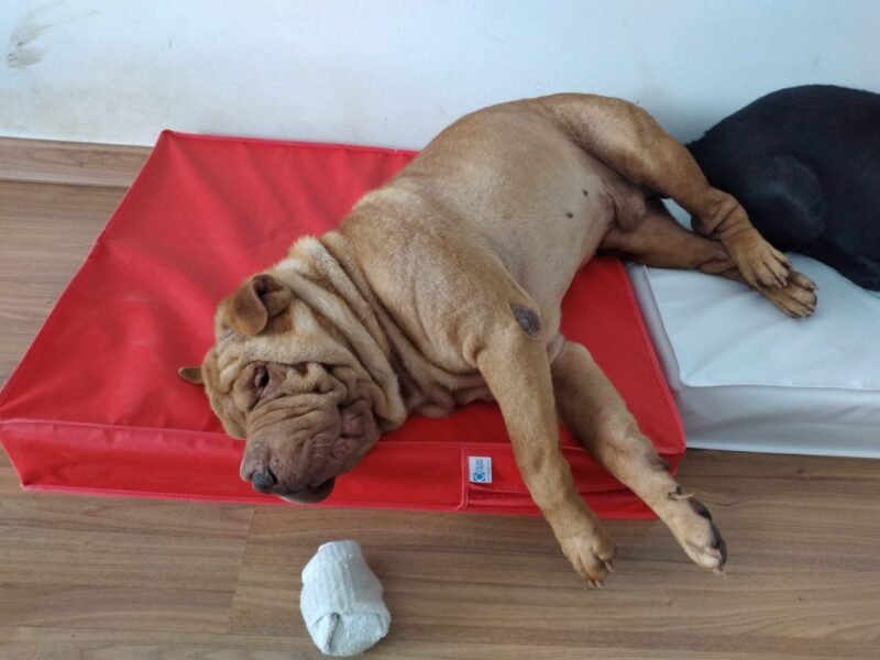 Colchão Para Cães Impermeável 40x50x10 - Imagem 13