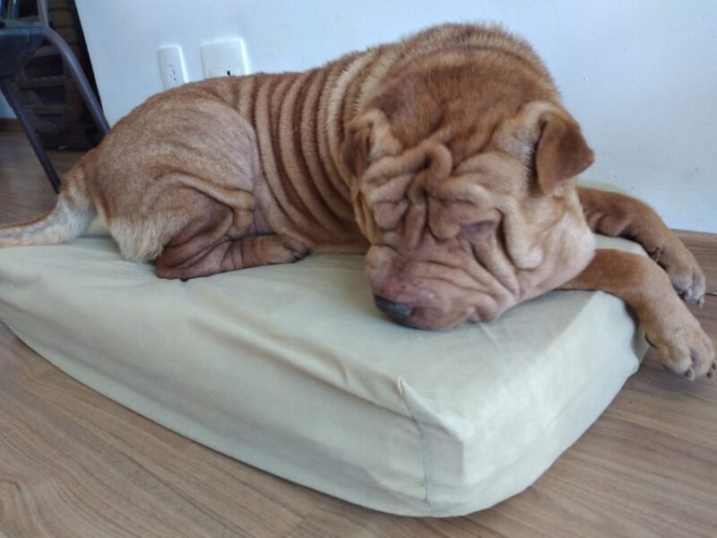 Colchão Para Cães Impermeável 40x50x10 - Imagem 21