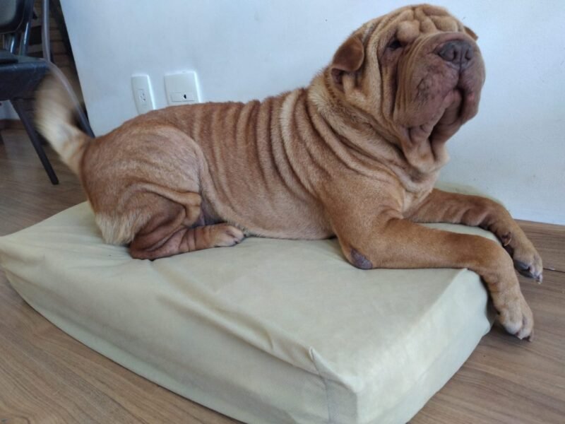 Colchão Para Cães Impermeável 40x50x10 - Imagem 20