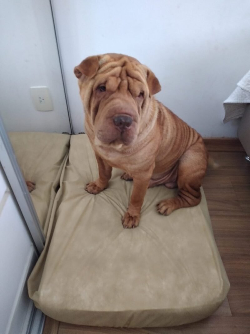 Colchão Para Cães Impermeável 40x50x10 - Imagem 19