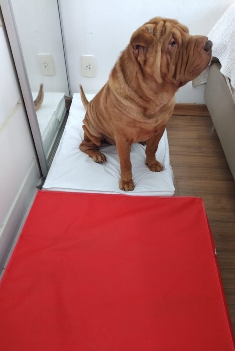Colchão Para Cães Impermeável 40x50x10 - Imagem 12