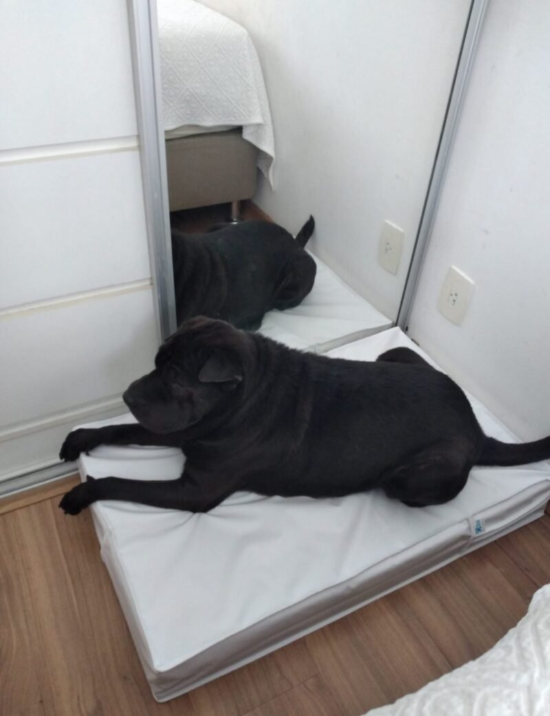 Colchão Para Cães Impermeável 40x50x10 - Imagem 17