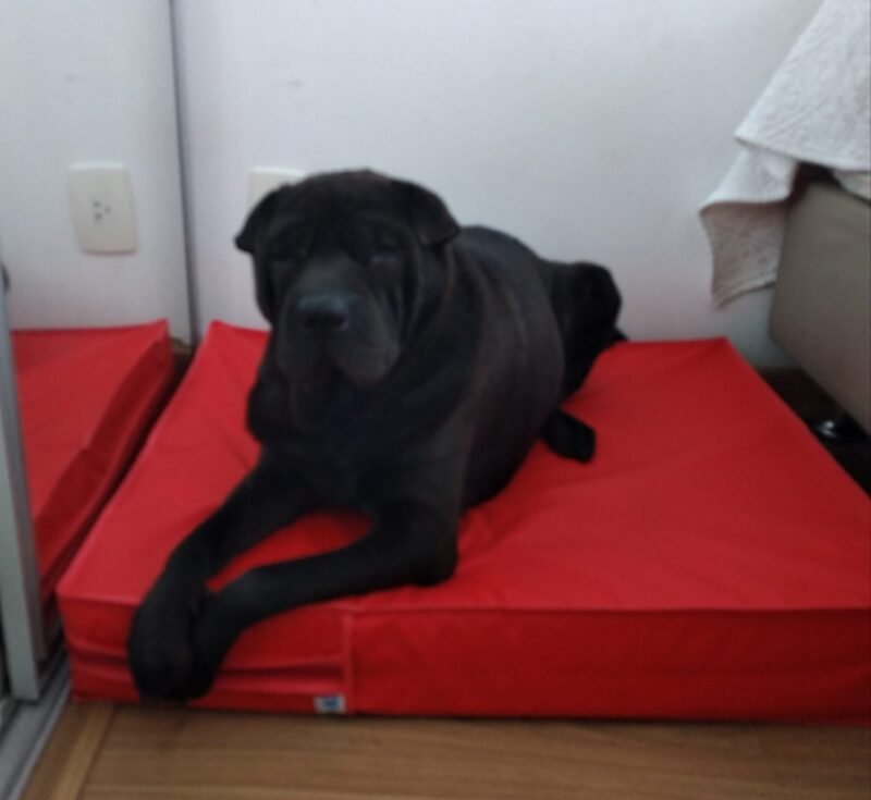 Colchão Para Cães Impermeável 40x50x10 - Imagem 15