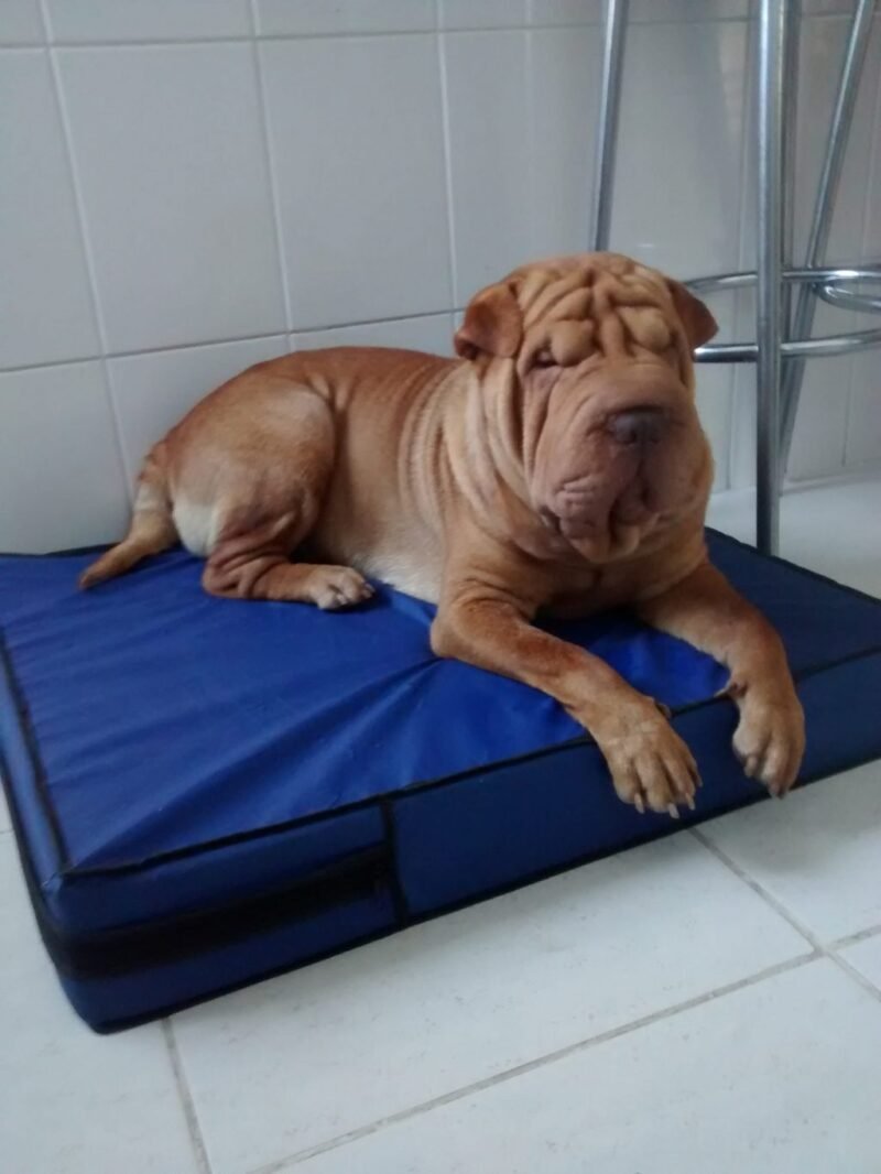 Colchão Para Cães Impermeável 40x50x10 - Imagem 2