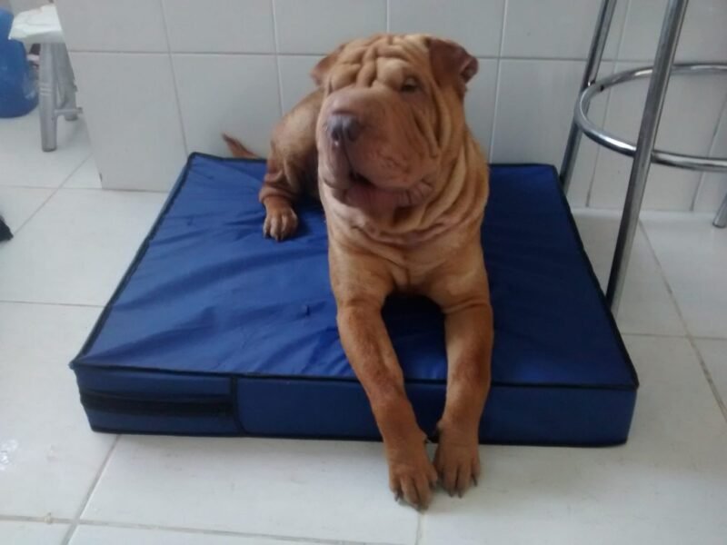 Colchão Para Cães Impermeável 40x50x10 - Imagem 4